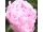 2025-07-07 Paeonia 'Sarah Bernhardt'