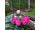 2025-07-07 Paeonia lactiflora 'Kansas'