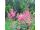 2025-07-22-19-00 Astilbe 'Montgomery'