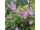 2025-07-22-19-02 Geranium himalayense