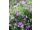 2025-07-22-19-02 Idänkurjenpolvi Geranium himalayense
