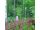 2025-08-01-17-33 Liatris spicata