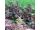 2025-08-21-08-54 Sedum 'Purple Emperor'