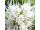 2025-08-24-07-58 Liatris spicata 'Floristan Weiss'