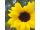 2025-09-10-16-25 Helianthus annuus 'Ikarus'
