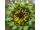 2025-09-10-16-26 Helianthus annuus 'Sunspot'