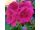 2020-05-05-09-14 Pelargonium