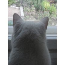 "Älä häiritse minua, katselen."