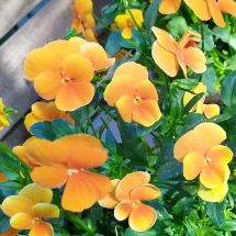 2020-06-07-13-40 Orange violer