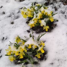2025-03-16-11-46 Daffodils in the snow