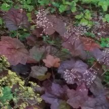 2015-08-31-20-34 Marmoralunrot Heuchera micrantha 'Palace Purple'