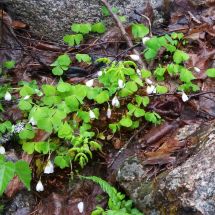 2016-05-15-10-33 Käenkaali