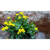 2016-05-15 Kärr ringblomma