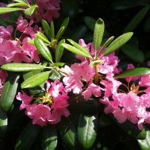 2016-06-02-16-04 Rhododendron
