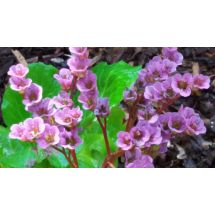 2016-06-06 Herttavuorenkilpi Bergenia cordifolia
