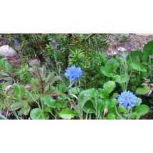 2016-07-22 Ruiskaunokki Centaurea cyanus