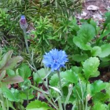 2016-07-22-00-00 Blåklint Centaurea cyanus