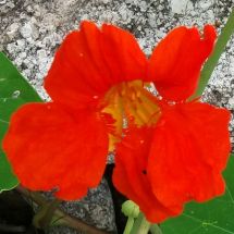 2016-07-31-00-00 Krasse