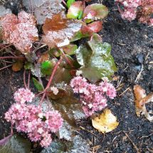 2016-08-13-00-00 Sedum 'Purple Emperor'