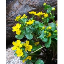 2016-05-15-10-46 Marsh marigold