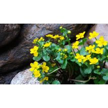 2016-05-15-10-46 Rentukka