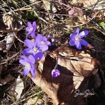 Hepatica - Hepatica nobilis