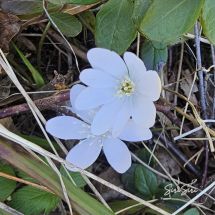 Sinivuokko - Hepatica nobilis