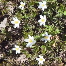 2026-04-21 Valkovuokko Anemone nemorosa