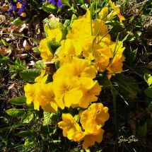 2026-05-08 Etelänkevätesikko Primula elatior