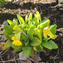 2026-05-06 Kevätesikko 'Primula veris'