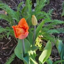 2026-05-08 Tulppaani 'Orange Passion'