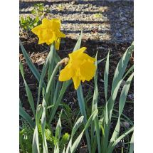 2026-05-08 Narsissi Narcissus 'Gold Touch'