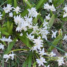 2026-05-08 Scilla siberica 'Alba'