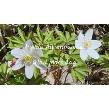 2026-05-10 Valkovuokko Anemone nemorosa