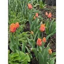 2026-05-13 Tulpan 'Orange Passion'
