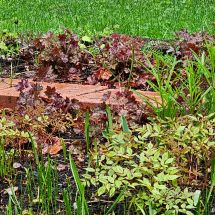 2026-05-19 Heuchera