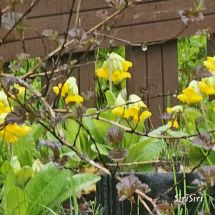 2026-05-19 'Primula veris'