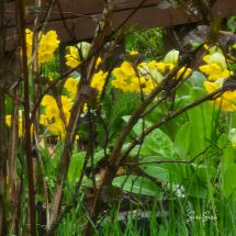 2026-05-19 'Primula veris'