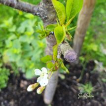 2026-05-20 Suklaakirsikka Prunus cerasus 'Chokoladnaja'