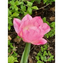 2026-05-21 Tulpan 'Lady Rozetta'