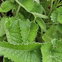 2026-05-21 Praktbetonika Stachys macrantha