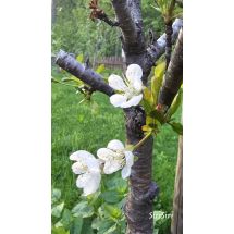 2026-05-21 Körsbär Prunus cerasus 'Chokoladnaja'