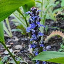 2026-05-28 Revsuga Ajuga reptans ’Atropurpurea’
