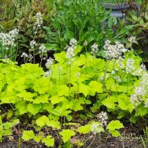 2026-05-28 Tiarella cordifolia