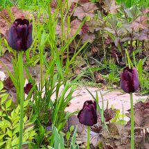 2026-05-28 Papegojtulpan 'Black Parrot'