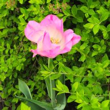 2026-05-28 Tulpan 'Lady Rozetta'