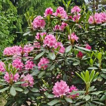 2026-06-03 Rhododendron