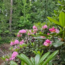 2026-06-06 Rhododendron