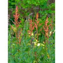 2026-06-18 Salvia x sylvestris 'Caradonna'