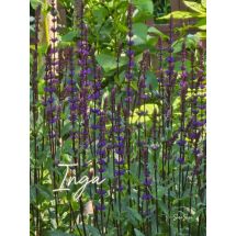 Inga